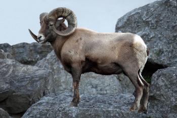 Bighorn Sheep Wallpapers 10 - 8354 X 5576 | stmed.net