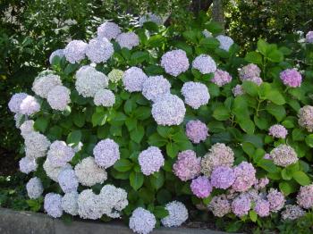 Growing Bigleaf Hydrangea | UGA Cooperative Extension