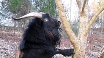 Billy Goat - YouTube