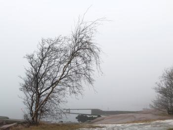 Birch in fog at Holländaröd 1