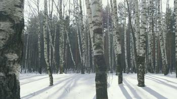 Birch trees in winter forest, Russia Stock Video Footage - Videoblocks