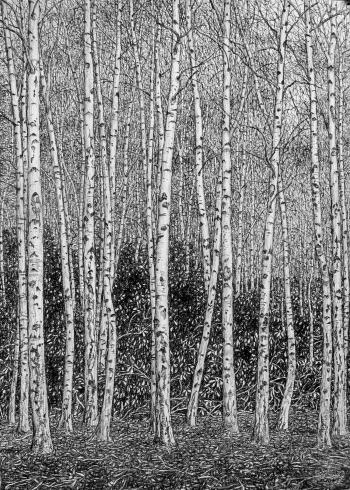 Winter Silver Birches - Roy Wright - The Drang Gallery