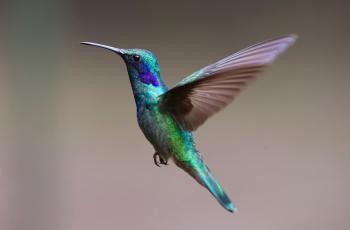 40 Bizarre And Interesting Facts About Birds - Tons Of Facts