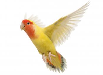 Average Bird Lifespans | Petfinder