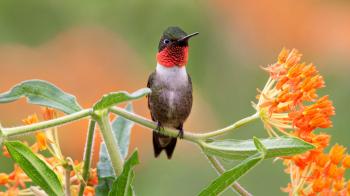 Plants for Birds