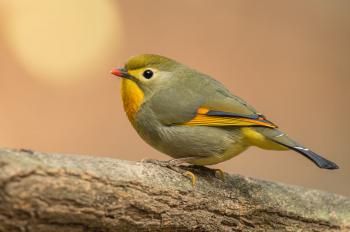 Believe it or not--these birds are found in Pakistan | Wildlife ...