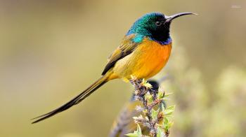 What Bird Are You? | Playbuzz