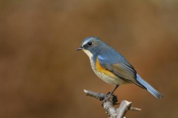 Canon Bird Branch Project | Biodiversity Initiatives | How to ...