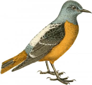 Vintage Bird Image - Great Colors - The Graphics Fairy