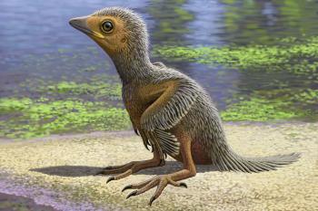 Baby Bird Skeleton Could Provide Insight into Ancient Bird Evolution