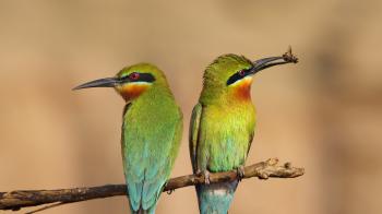 Bee-eater | San Diego Zoo Animals & Plants