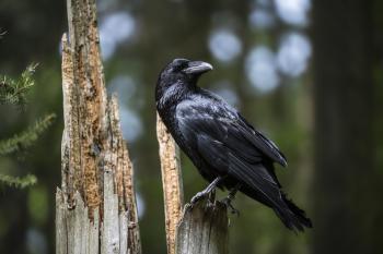 Birds Can Make Plans, Study Finds | Time