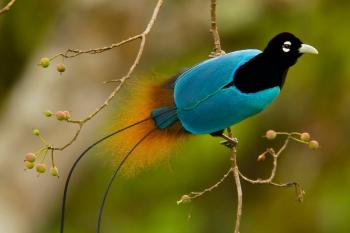 Birds-of-Paradise Project Introduction - YouTube