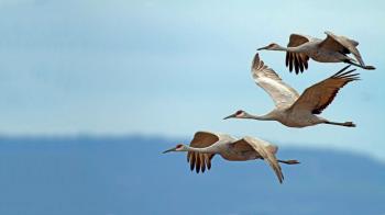 Birds | Audubon