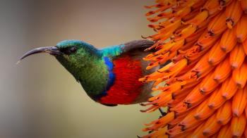 Birds | San Diego Zoo Animals & Plants