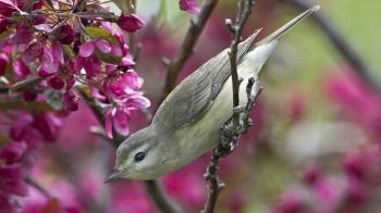 Chicago Bird Sanctuary is Best Place in State to See Spring ...