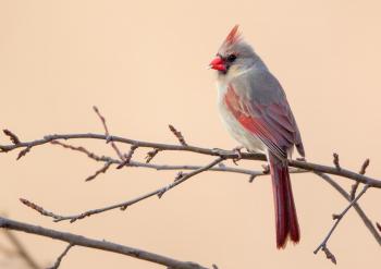 Birds | Audubon Minnesota