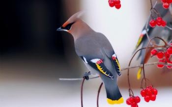 wonderful bird - Imgur