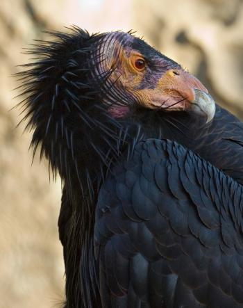 Bird - Wikipedia