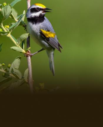 Birds | American Bird Conservancy