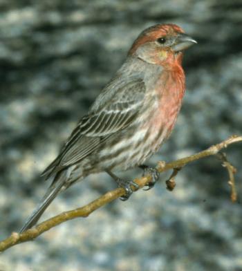 HOUSE FINCH | The Texas Breeding Bird Atlas