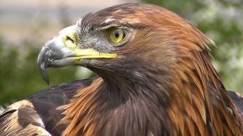 Golden Eagle - Bird of Prey - Spectacular Close Up of Natures ...