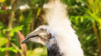 Closeup Large Bird Head with Big White Crest Stock Video Footage ...