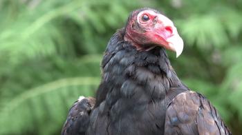 4k Bird of Prey - Turkey Vulture closeup Stock Video Footage ...