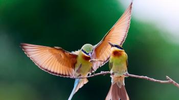 Download Wallpaper 1920x1080 bee-eater, bird, couple, branch Full HD ...