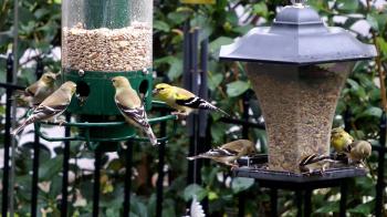 Goldfinch Feeder Frenzy FYV - YouTube