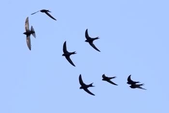 These Birds Fly Almost a Year Without Landing