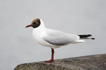 Black-headed Gull | Audubon Field Guide