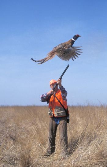 Upland Birds / Hunting / KDWPT - KDWPT