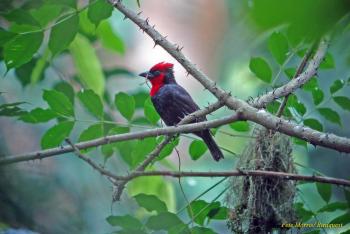 Crested Malimbe (Malimbus malimbicus) Side view of bird in tree with ...