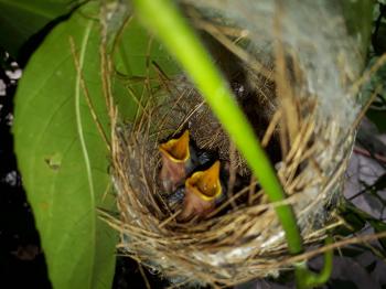 Free Images : little bird, egg, nature, green leaf, bird nest, fauna ...