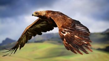 Wallpaper : birds, animals, nature, flying, wildlife, bird of prey ...