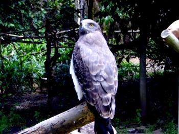 Bird of Prey - Hawk