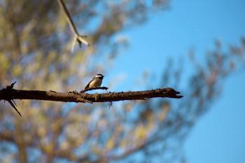Bird on a Branch