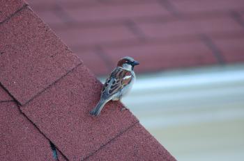 Bird on the Roof