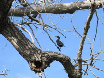Bird on the Tree