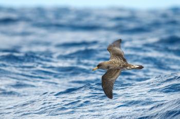 Backpacks on Seabirds Hint at Their Navigation Secret