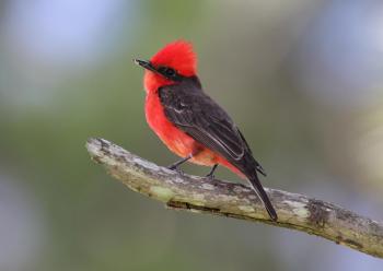 Common Vermilion Flycatcher (Pyrocephalus rubinus) A bird perched ...