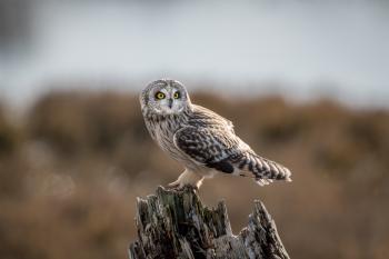 Wildlife and Bird Photography Workshops | Frank Pali Photography