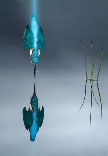 Bird Photographer of the Year Awards Features the Best Bird Photography