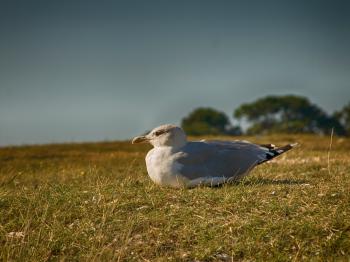 Bird Sitting on Grassy Ground