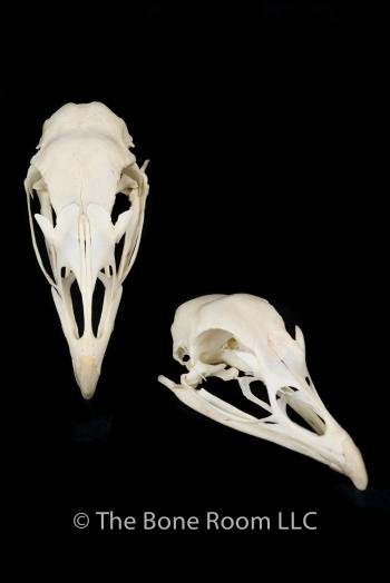 Turkey Skull