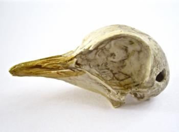 2.5" Resin Bird Skull. SOLD | Specialty Items (from Uncanny Artist ...