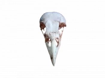 Bird skull - free png stock by DinowCookie on DeviantArt