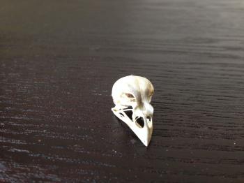 bird skull | Tattoo ideas | Pinterest | Bird skull