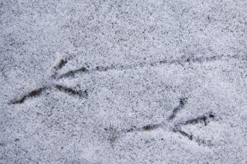 Bird Tracks in Snow